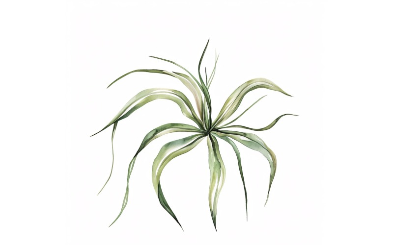 Air Plant Leaves Watercolour Style Painting 1 Illustration