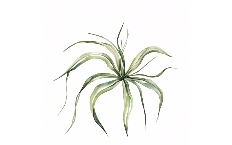 Air Plant Leaves Watercolour Style Painting 1 Illustration