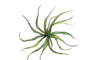Air Plant Leaves Watercolour Style Painting 2