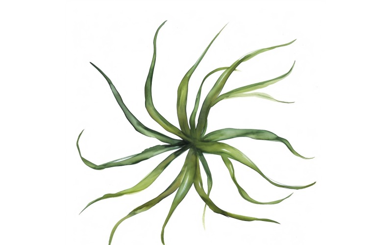 Air Plant Leaves Watercolour Style Painting 2 Illustration