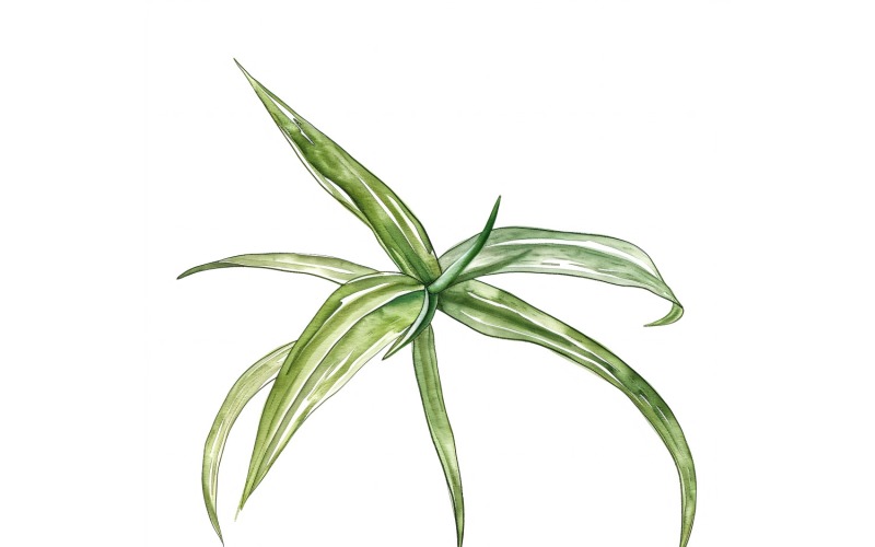 Air Plant Leaves Watercolour Style Painting 3 Illustration