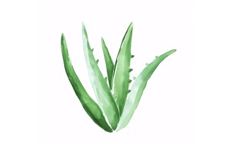 Aloe Vera Leaves Watercolour Style Painting 1