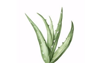 Aloe Vera Leaves Watercolour Style Painting 3