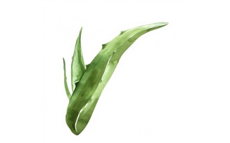 Aloe Vera Leaves Watercolour Style Painting 4