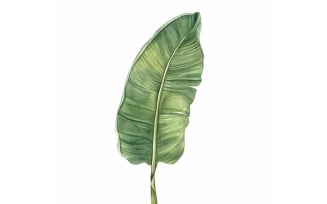 Banana Leaves Watercolour Style Painting .3