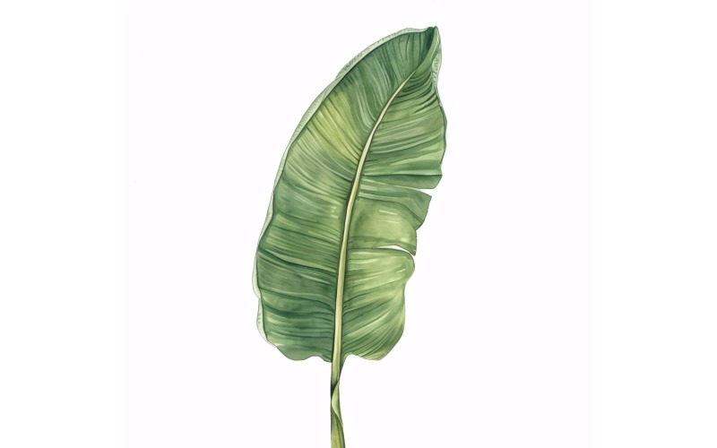 Banana Leaves Watercolour Style Painting .3 Illustration