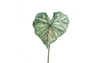 Caladium Leaves Watercolour Style Painting 1
