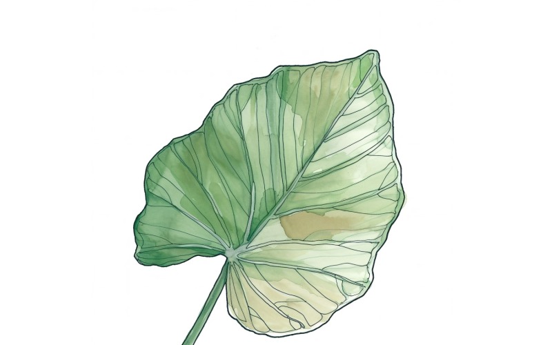Caladium Leaves Watercolour Style Painting 3 Illustration