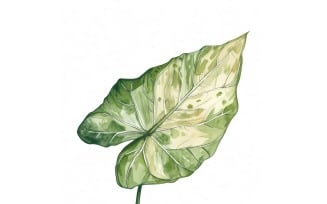 Caladium Leaves Watercolour Style Painting 5