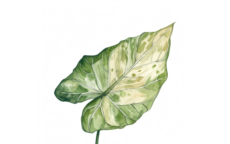 Caladium Leaves Watercolour Style Painting 5 Illustration