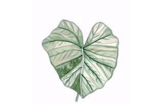 Caladium Leaves Watercolour Style Painting 6