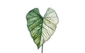 Caladium Leaves Watercolour Style Painting 7