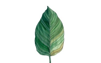 Calathea Leaves Watercolour Style Painting 2