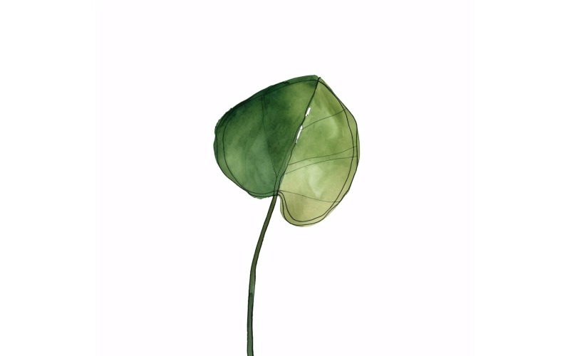 Chinese Money Plant Leaves Watercolour Style Painting 1 Illustration