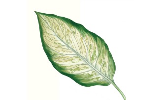 Dieffenbachia Leaves Watercolour Style Painting 1