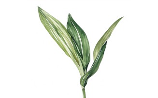 Dracaena Leaves Watercolour Style Painting 1
