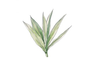 Dracaena Leaves Watercolour Style Painting 4
