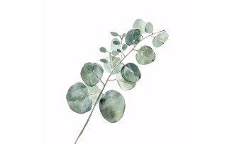 Eucalyptus Leaves Watercolour Style Painting 4