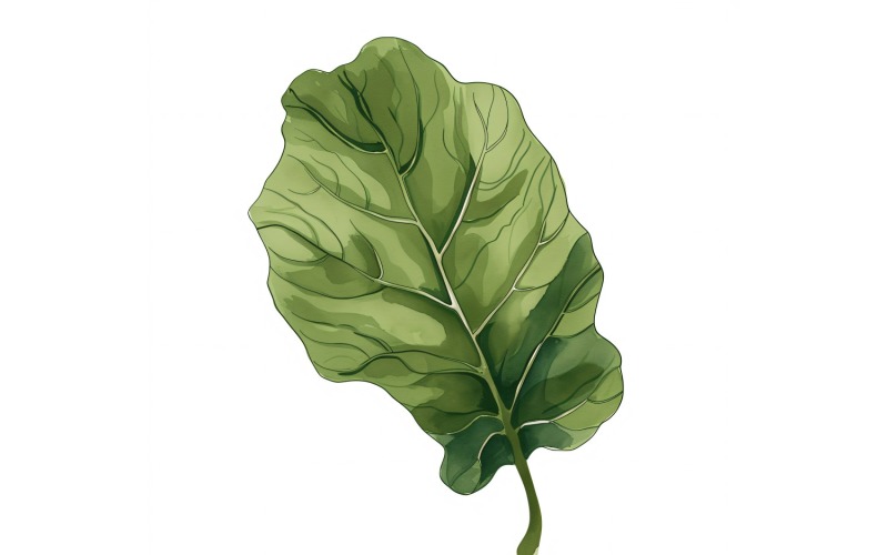 Fiddle Leaves Watercolour Style Painting 7 Illustration
