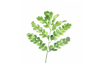 Maidenhair Leaves Watercolour Style Painting 1