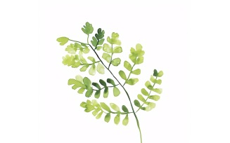 Maidenhair Leaves Watercolour Style Painting 2