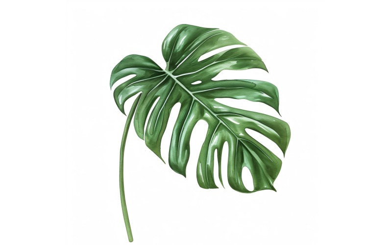 Monstera Leaves Watercolour Style Painting 1 Illustration