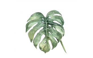 Monstera Leaves Watercolour Style Painting 5