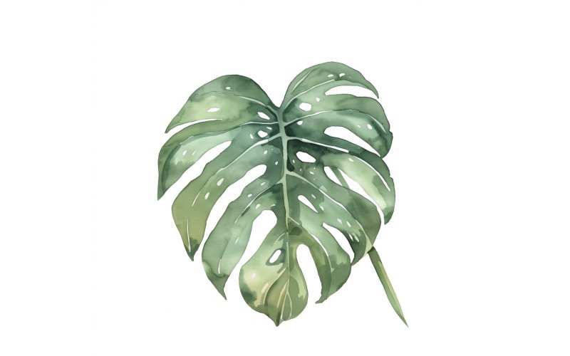 Monstera Leaves Watercolour Style Painting 5 Illustration