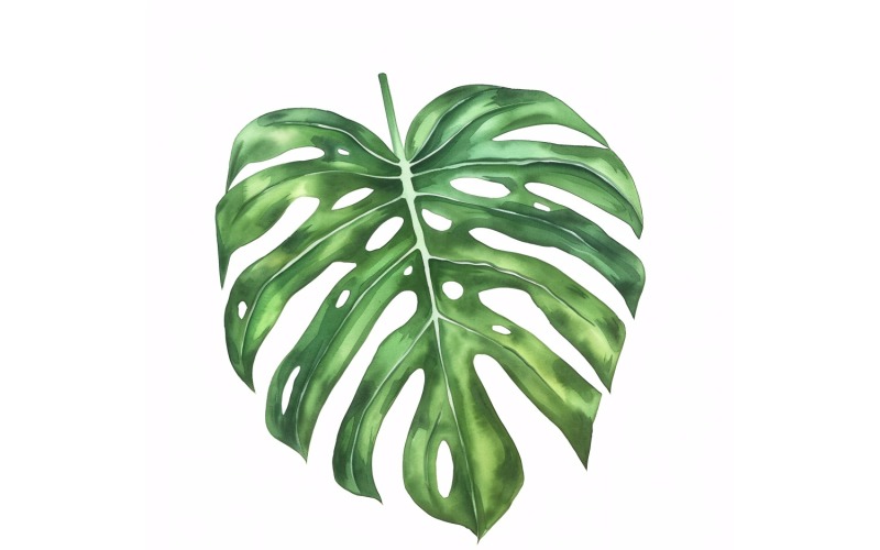 Monstera Leaves Watercolour Style Painting 7 Illustration