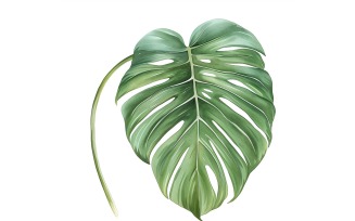 Monstera Leaves Watercolour Style Painting 8