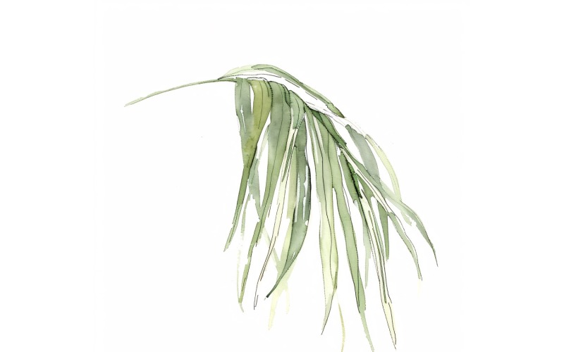 ponytail palm leaf Watercolour Style Painting 3 Illustration