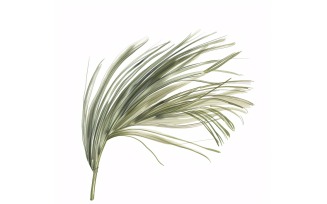 ponytail palm leaf Watercolour Style Painting 4