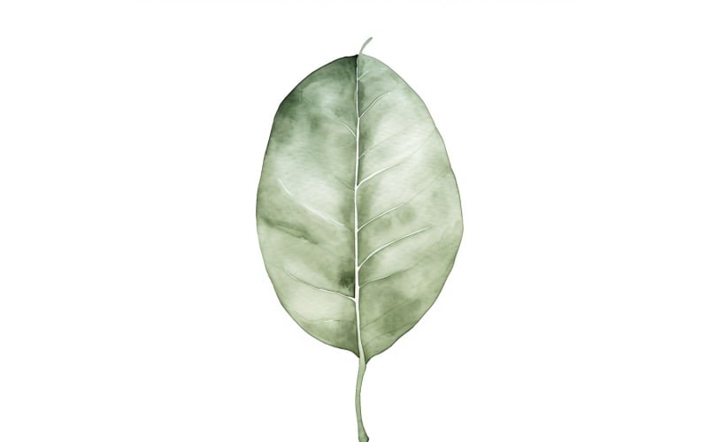 Rubber Leaves Watercolour Style Painting 1 Illustration