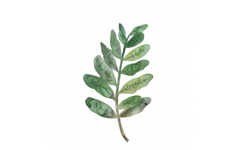 ZZ Plant Leaves Watercolour Style Painting 1 Illustration