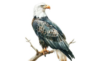 Cute Eagle Bird Baby Watercolor Handmade illustration 7