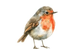 Cute Robin Bird Baby Watercolor Handmade illustration 4