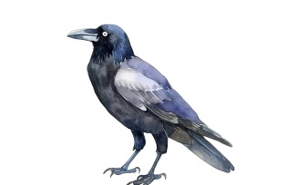 Cute crow Bird Baby Watercolor Handmade illustration 3