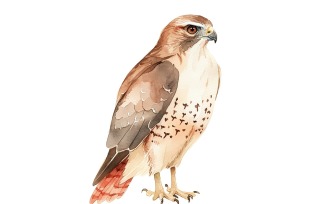 Cute hawk Bird Baby Watercolor Handmade illustration 3