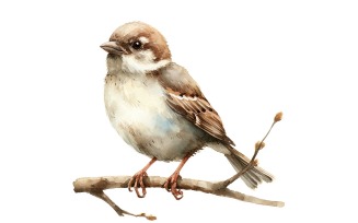 Cute Sparrow Owl Bird Baby Watercolor Handmade illustration 1