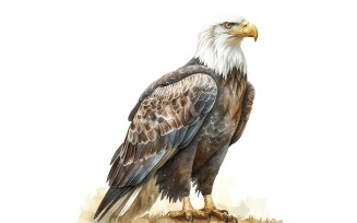 Cute Bald Eagle Bird Baby Watercolor Handmade illustration 2