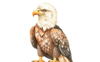 Cute Bald Eagle Bird Baby Watercolor Handmade illustration 3