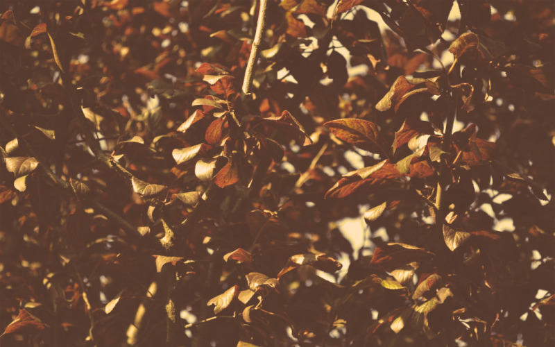 Dry Leaves Photography Vol.1 Background