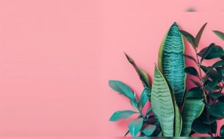 Leaves Plants On Pink Background With Copy Space 14
