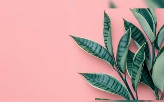 Leaves Plants On Pink Background With Copy Space 21