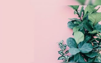 Leaves Plants On Pink Background With Copy Space 51