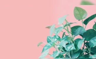 Leaves Plants On Pink Background With Copy Space 60