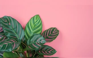 Leaves Plants On Pink Background With Copy Space 66