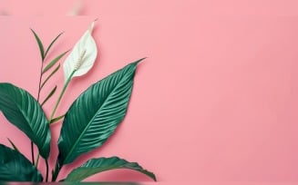 Leaves Plants On Pink Background With Copy Space 98
