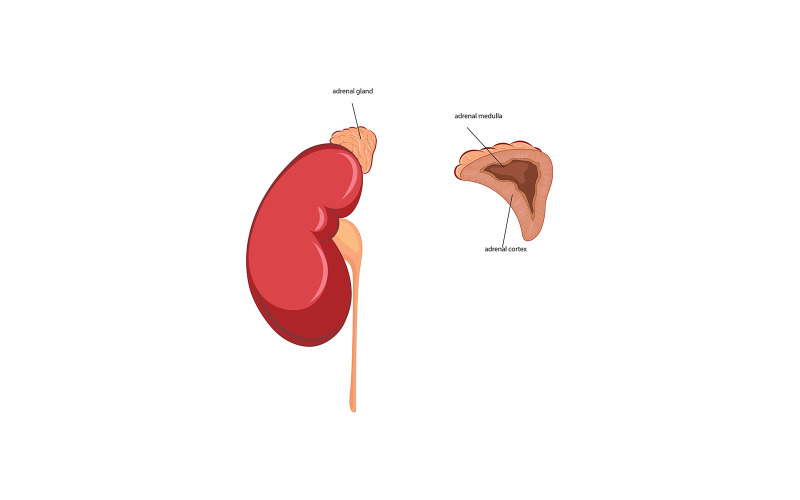 Adrenal Gland Vector Medical Content Vector Graphic