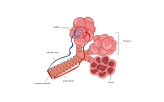 Alveoli Vector Illustration Medical Content